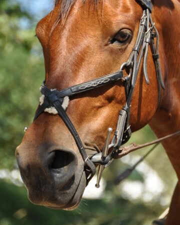 équitation